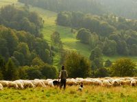 sheep-shepherd